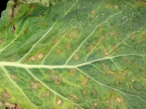 Chou frisé - Nervation noire (Xanthomonas campestris pv. campestris)