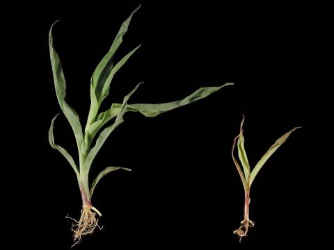 Maïs grain et fourrager - Nématode aiguille (Longidorus sp.)