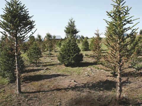 Arbres de Noël (sapins) - Cerf de Virginie