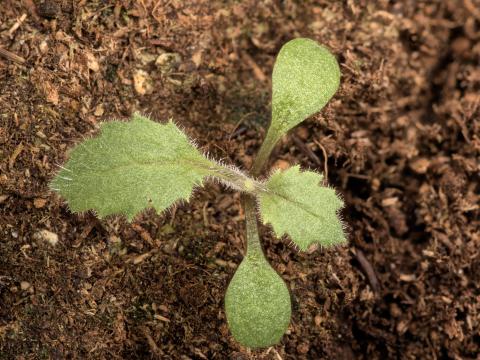 Seneçon visqueux (Senecio viscosus)_20