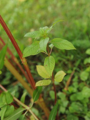 Impatiente glanduleuse (Impatiens glandulifera)_44