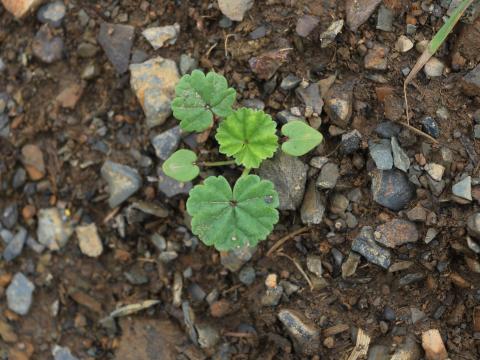 Mauve négligée (Malva neglecta)_4