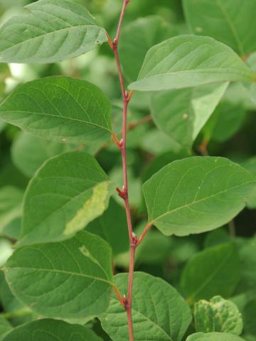 Renouée Japon (Reynoutria japonica)_24