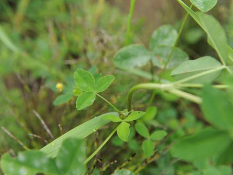 Trèfle alsike(Trifolium hybridum)_4