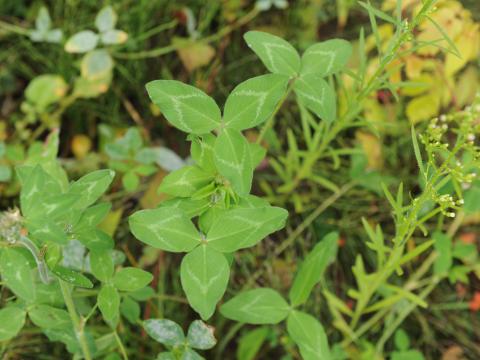 Trèfle rouge(Trifolium pratense)_4