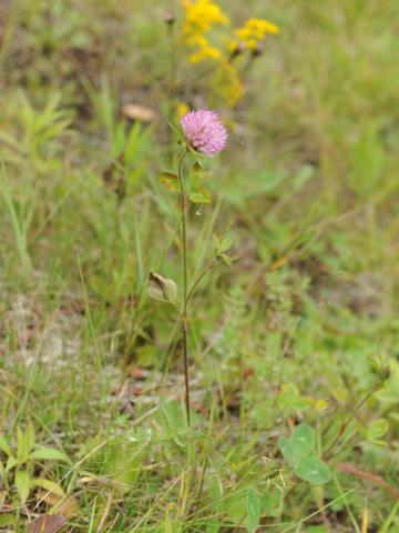 Trèfle rouge(Trifolium pratense)_5