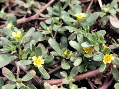 Pourpier potager (Portulaca oleracea)_3