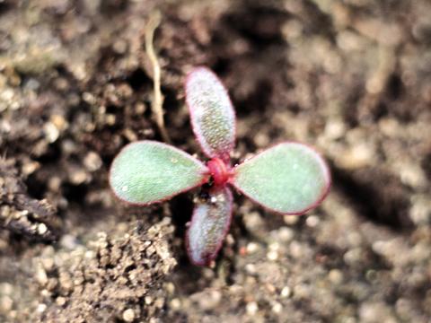 Pourpier potager (Portulaca oleracea)_4