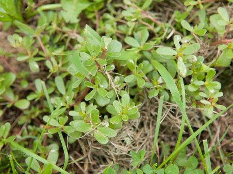 Pourpier potager (Portulaca oleracea)_8