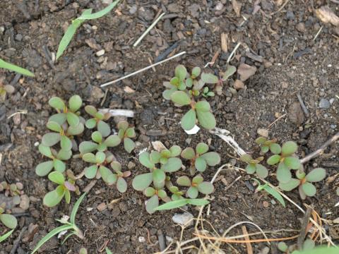 Pourpier potager (Portulaca oleracea)_16