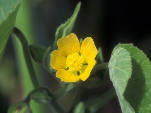 Abutilon à pétales jaunes(Abutilon theophrasti)_20