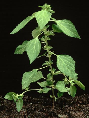 Ricinelle rhomboide (Acalypha rhomboidea)_2