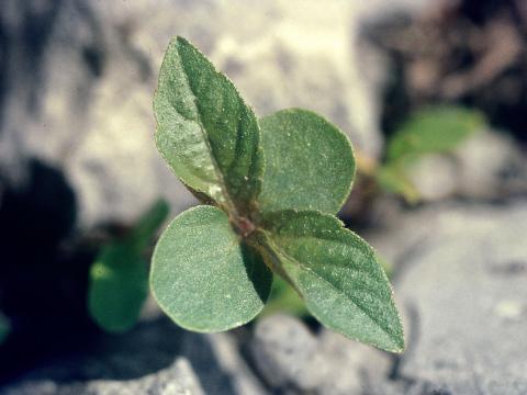 Ricinelle rhomboide (Acalypha rhomboidea)_3