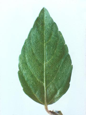 Ricinelle rhomboide (Acalypha rhomboidea)_9