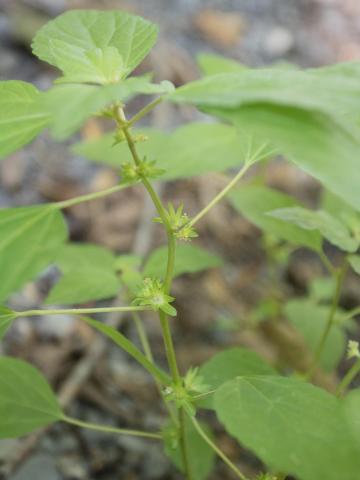 Ricinelle rhomboide (Acalypha rhomboidea)_14