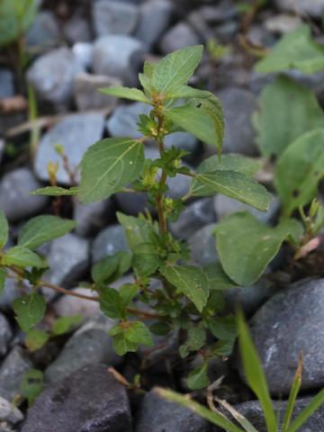 Ricinelle rhomboide (Acalypha rhomboidea)_21