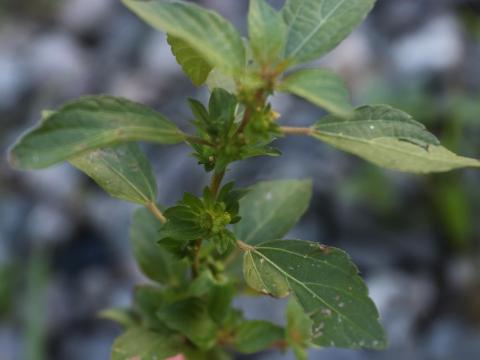 Ricinelle rhomboide (Acalypha rhomboidea)_23