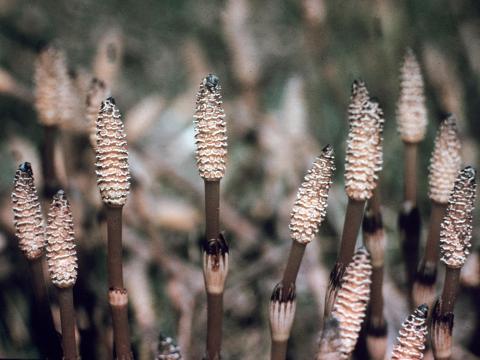 Prêle champs (Equisetum arvense)_4