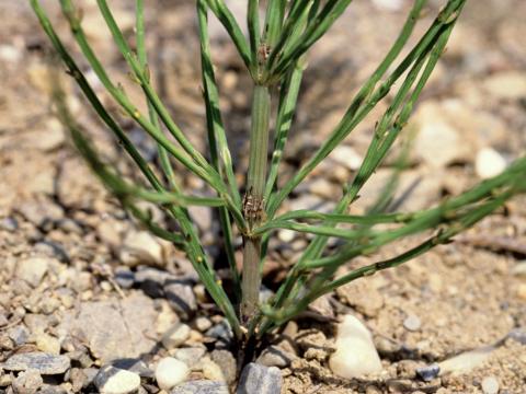 Prêle champs (Equisetum arvense)_9