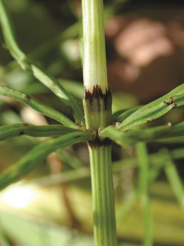 Prêle champs (Equisetum arvense)_10