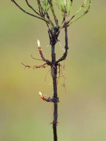 Prêle champs (Equisetum arvense)_11