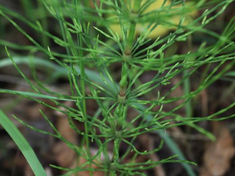 Prêle champs (Equisetum arvense)_28