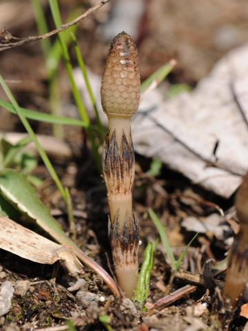 Prêle champs (Equisetum arvense)_29