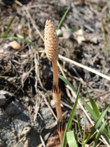 Prêle champs (Equisetum arvense)_30