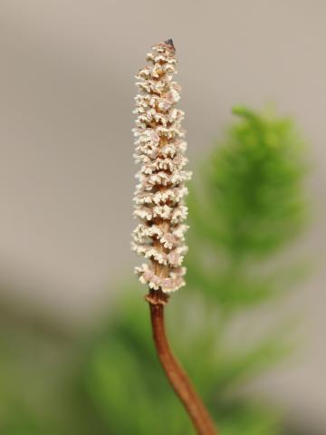 Prêle champs (Equisetum arvense)_31