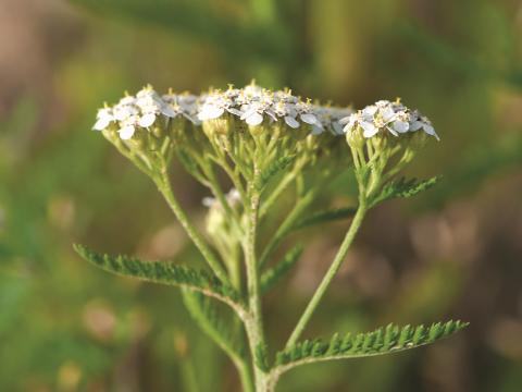 Achillée millefeuille(Achillea millefolium)_6