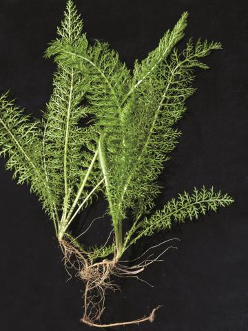 Achillée millefeuille(Achillea millefolium)_10