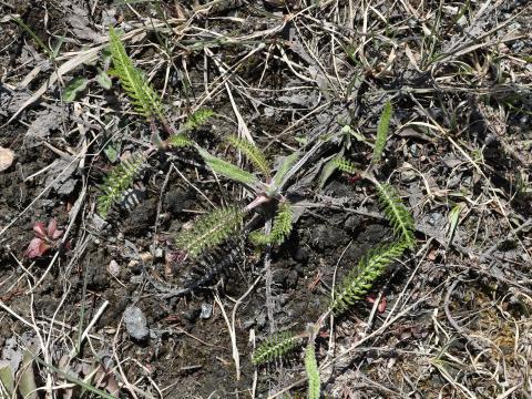 Achillée millefeuille(Achillea millefolium)_20