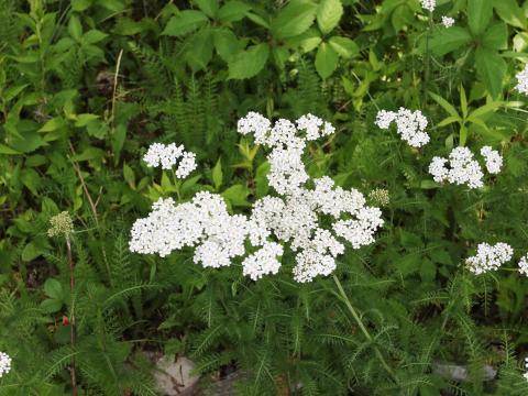 Achillée millefeuille(Achillea millefolium)_24