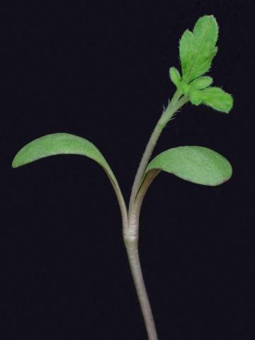 Petite herbe à poux (Ambrosia artemisiifolia)_31