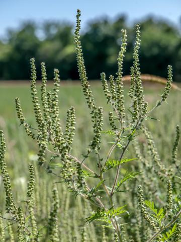 Petite herbe à poux (Ambrosia artemisiifolia)_6