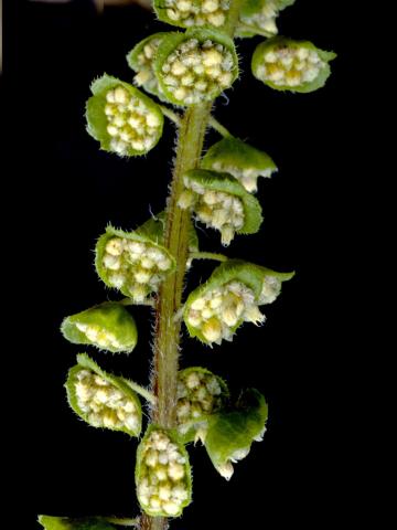 Petite herbe à poux (Ambrosia artemisiifolia)_12