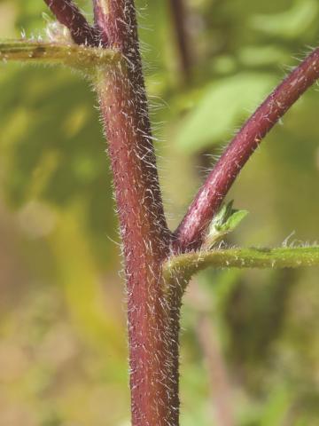 Petite herbe à poux (Ambrosia artemisiifolia)_16