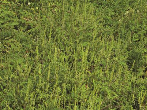 Petite herbe à poux (Ambrosia artemisiifolia)_22