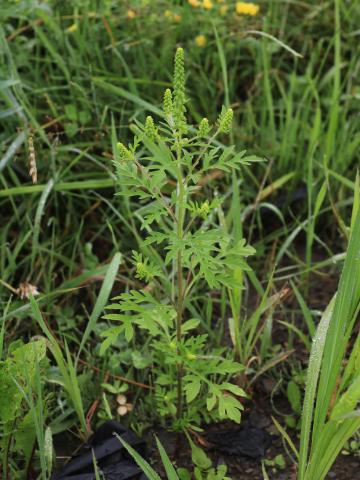 Petite herbe à poux (Ambrosia artemisiifolia)_36