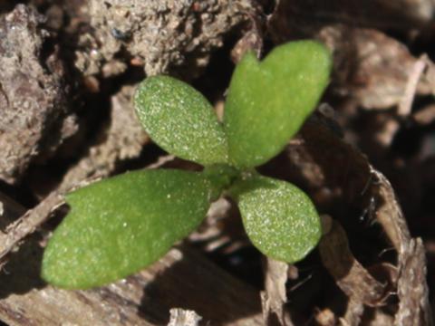 Armoise bisannuelle(Artemisia biennis)_5