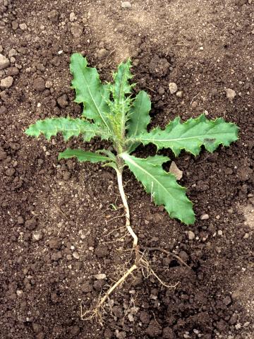 Chardon champs(Cirsium arvense)_1