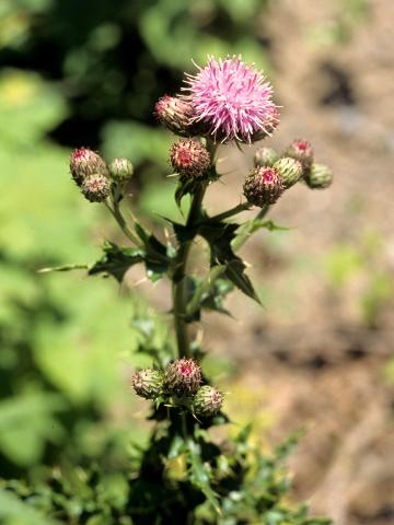 Chardon champs(Cirsium arvense)_2