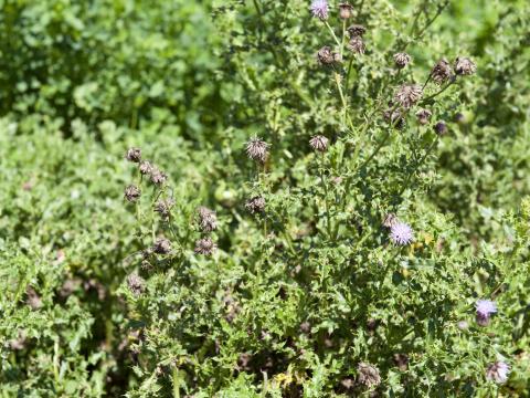 Chardon champs(Cirsium arvense)_11