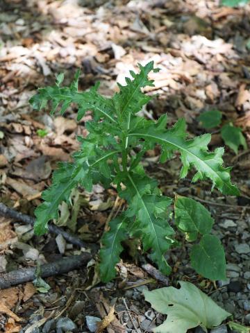 Chardon champs(Cirsium arvense)_17