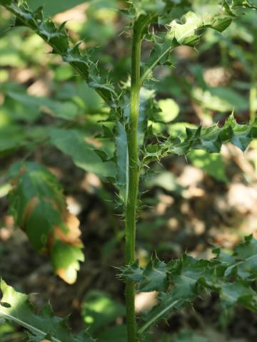 Chardon champs(Cirsium arvense)_18