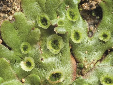 Hépatique fontaines (Marchantia polymorpha)_4