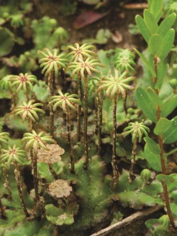 Hépatique fontaines (Marchantia polymorpha)_7