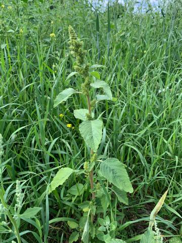 Amarante à racine rouge(Amaranthus retroflexus)_19