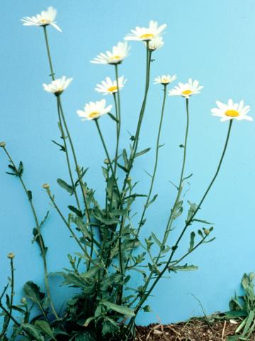 Marguerite blanche (Leucanthemum vulgare)_5