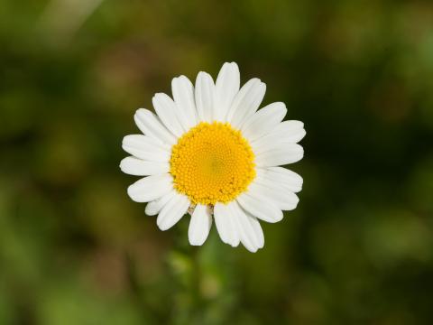 Marguerite blanche (Leucanthemum vulgare)_9